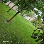 Kirayə (aylıq) 4 otaqlı Həyət evi/villa Qəbələ 7