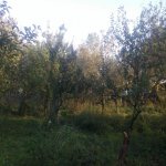 Satılır 3 otaqlı Bağ evi Şamaxı 12