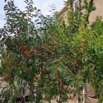 Satılır 5 otaqlı Həyət evi/villa, Koroğlu metrosu, Maştağa qəs., Sabunçu rayonu 13