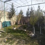 Kirayə (günlük) 1 otaqlı Bağ evi, Türkan, Xəzər rayonu 3