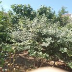 Satılır 3 otaqlı Həyət evi/villa, Xəzər rayonu 9
