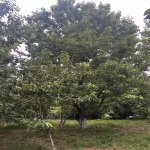 Satılır Torpaq Quba 1