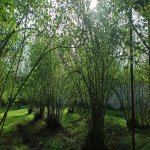 Satılır 4 otaqlı Həyət evi/villa Qəbələ 10