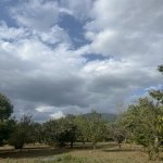 Satılır Torpaq Qəbələ 4