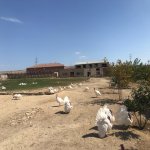 Satılır Torpaq, Qobu, Abşeron rayonu 16