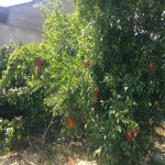 Satılır 6 otaqlı Bağ evi, Goradil, Abşeron rayonu 84