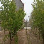 Kirayə (aylıq) 4 otaqlı Bağ evi, Mərdəkan, Xəzər rayonu 13