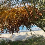Kirayə (aylıq) 6 otaqlı Bağ evi, Mərdəkan, Xəzər rayonu 12