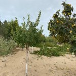 Продажа Участок, Мярдякан, Хязяр район 8