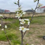 Satılır Torpaq, Qurd dərəsi rayonu 3