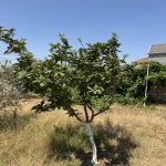 Satılır Torpaq, Məhəmmədli, Abşeron rayonu 7