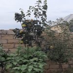 Satılır 3 otaqlı Həyət evi/villa Sumqayıt 11