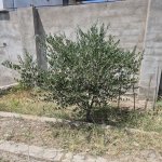 Satılır 2 otaqlı Həyət evi/villa, Buzovna, Xəzər rayonu 25