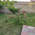 Kirayə (günlük) 3 otaqlı Həyət evi/villa Qəbələ 9