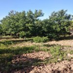 Satılır 6 otaqlı Bağ evi, Yeni Ramana, Sabunçu rayonu 7