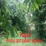 Kirayə (günlük) 4 otaqlı Həyət evi/villa Qəbələ 12