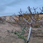 Satılır Torpaq, Xəzər rayonu 6