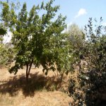 Satılır 4 otaqlı Həyət evi/villa, Binəqədi qəs., Binəqədi rayonu 7