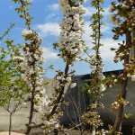 Satılır 5 otaqlı Həyət evi/villa, Avtovağzal metrosu, Sulutəpə qəs., Binəqədi rayonu 7