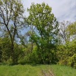 Satılır Torpaq Qusar 1