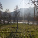 Kirayə (günlük) 1 otaqlı Həyət evi/villa Lənkəran 4