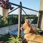 Kirayə (günlük) 3 otaqlı Həyət evi/villa Qusar 15