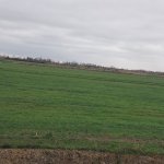 Satılır Torpaq Xaçmaz 1
