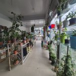 Satılır 6 otaqlı Həyət evi/villa Oğuz 11