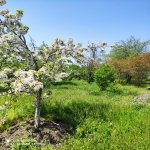 Продажа 5 комнатная Дома/Виллы Хачмаз 6