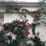 Kirayə (günlük) 4 otaqlı Bağ evi Quba 7
