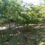 Satılır 3 otaqlı Həyət evi/villa Şamaxı 7