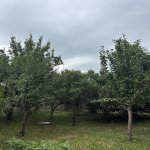 Satılır Torpaq Lənkəran 13