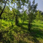 Satılır Torpaq Qəbələ 4