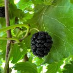 Продажа 4 комнат Дача, Хязяр район 27