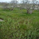 Satılır Torpaq, Ramana qəs., Sabunçu rayonu 2