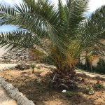Satılır 5 otaqlı Bağ evi, Mərdəkan, Xəzər rayonu 3
