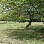 Satılır Torpaq, Masazır, Abşeron rayonu 16