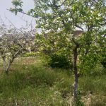 Kirayə (aylıq) 4 otaqlı Bağ evi, Goradil, Abşeron rayonu 9