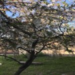 Satılır 5 otaqlı Həyət evi/villa Qəbələ 3