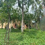 Kirayə (günlük) 3 otaqlı Həyət evi/villa İsmayıllı 10