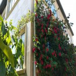 Satılır 6 otaqlı Həyət evi/villa Şamaxı 20