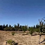 Продажа Участок, пос. Нардаран, Сабунчу район 9