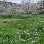 Satılır Torpaq Quba 1