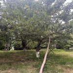 Satılır Torpaq Quba 7