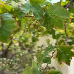 Satılır 4 otaqlı Həyət evi/villa, Masazır, Abşeron rayonu 21