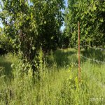 Satılır Torpaq Qəbələ 10