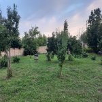 Satılır Torpaq Qəbələ 4