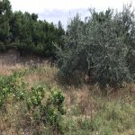 Satılır Torpaq, Mərdəkan, Xəzər rayonu 5