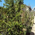 Satılır 7 otaqlı Həyət evi/villa, Xocaəsən metrosu, Xocəsən qəs., Binəqədi rayonu 10