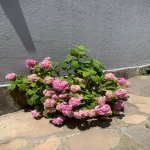 Kirayə (günlük) 4 otaqlı Həyət evi/villa Qəbələ 18